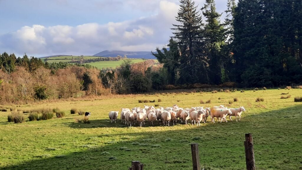 démonstration de chiens de berger